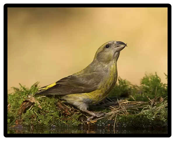 Red Crossbill female drinking, Loxia curvirostra, Netherlands