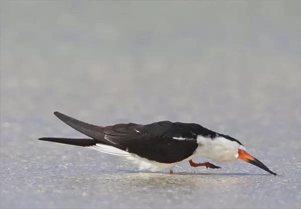 Black Skimmer foraging while walking in shallow water Mexico, Rynchops niger