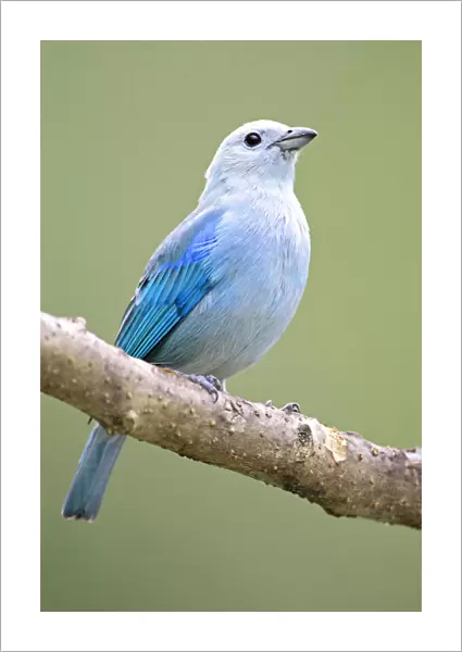 Blue-grey Tanager perched on branch Tobago, Thraupis episcopus