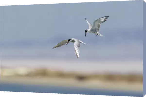 Sterna repressa, White-cheeked Tern, Egypt