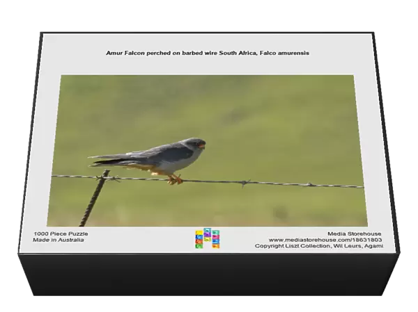 Amur Falcon perched on barbed wire South Africa, Falco amurensis