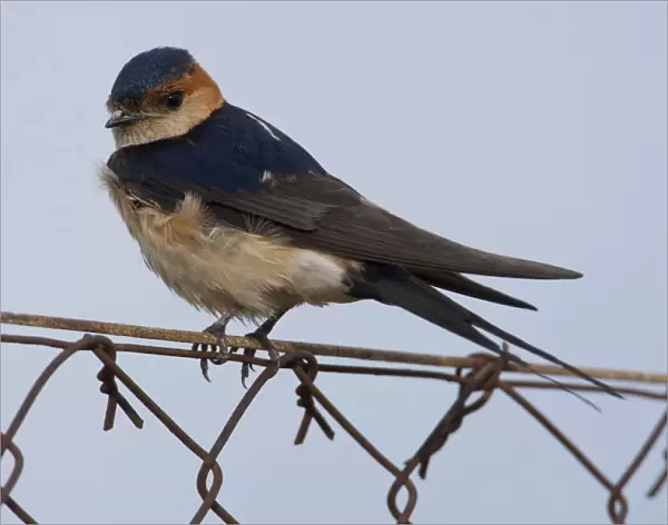 Red-rumped Swallow on fence Lesvos Greece, Cecropis daurica, Greece