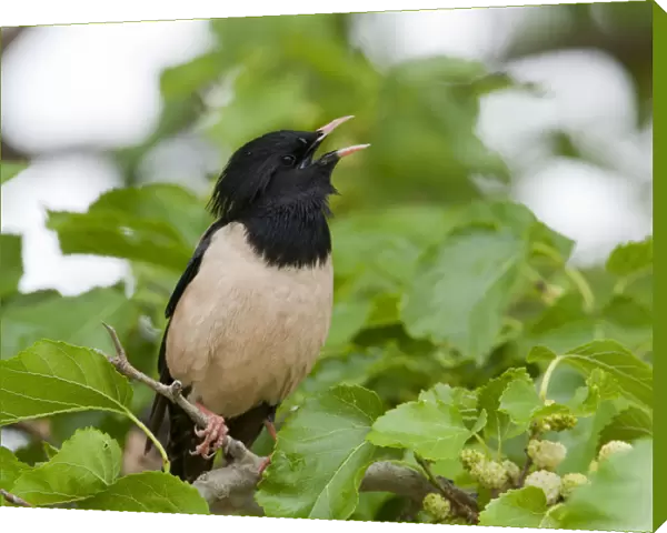 Rosy Starling singing in Mulberry Lesvos Greece, Pastor roseus, Greece