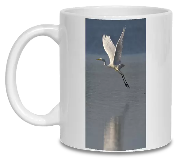 Great Egret in flight Netherlands, Ardea alba