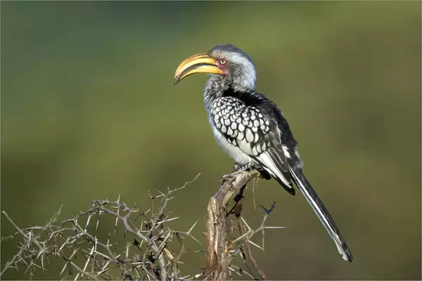 Southern Yellow-Billed Hornbill sitting on branch, South Africa
