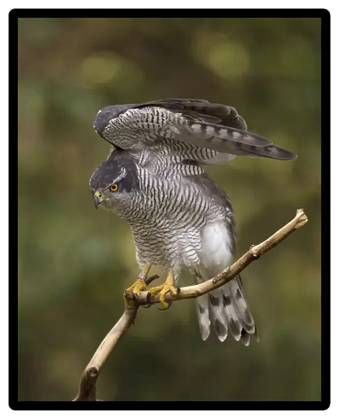 northern goshawk stretching his wings, Netherlands
