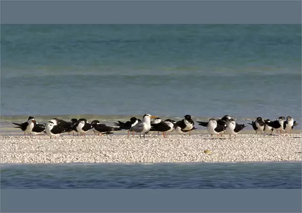 Black Skimmers resting on sandbar Mexico, Rynchops niger