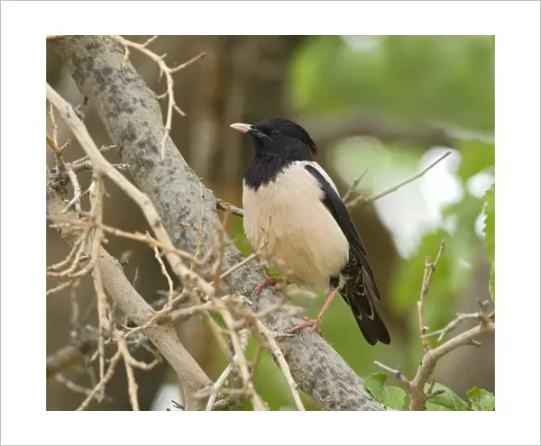 Rosy Starling in Mulberry Lesvos Greece, Pastor roseus, Greece