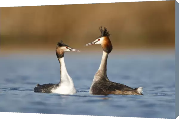 Great crested Grebe with mating behaviour, Netherlands
