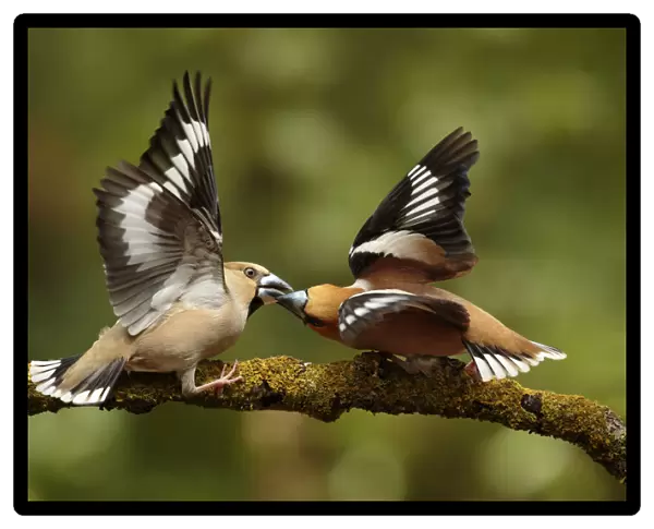 Hawfinch male fighting, with female, Coccothraustes coccothraustes, Netherlands