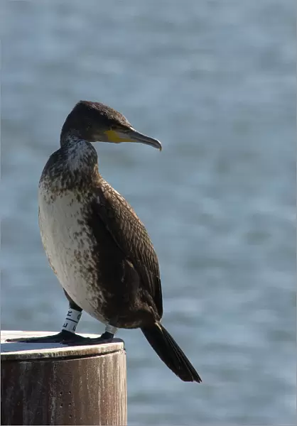Great Cormorant with ring standing on pole, Phalacrocorax carbo