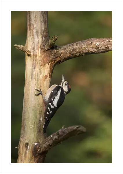 great spotted Woodpecker juvenile hiding, Netherlands