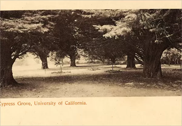 Forests California Cupressaceae University 1905