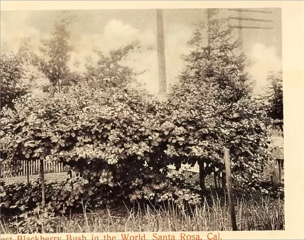 Flora Santa Rosa California 1905 Largest Blackberry Bush