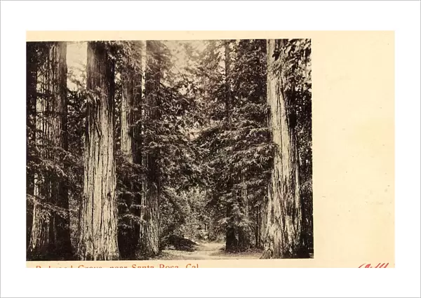 Sequoia sempervirens historical images Forests