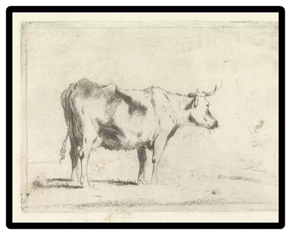 Cow right standing pasture cow Johannes Janson
