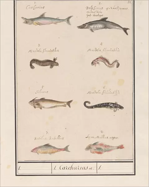 Sheet eight different fish 1 Carcharias title