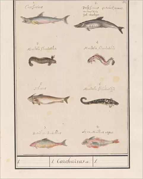Sheet eight different fish 1 Carcharias title