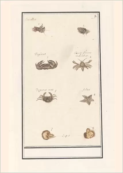 Page eight crustaceans molluscs Sheet numbers 1-8