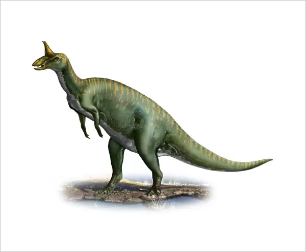 Tsintaosaurus spinorhinus, a prehistoric era dinosaur
