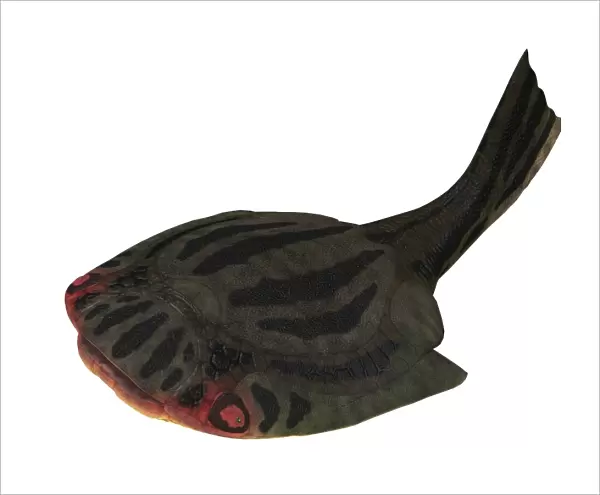 Drepanaspis jawless fish from the Devonian Period