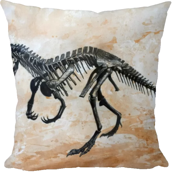 Ceratosaurus dinosaur skeleton