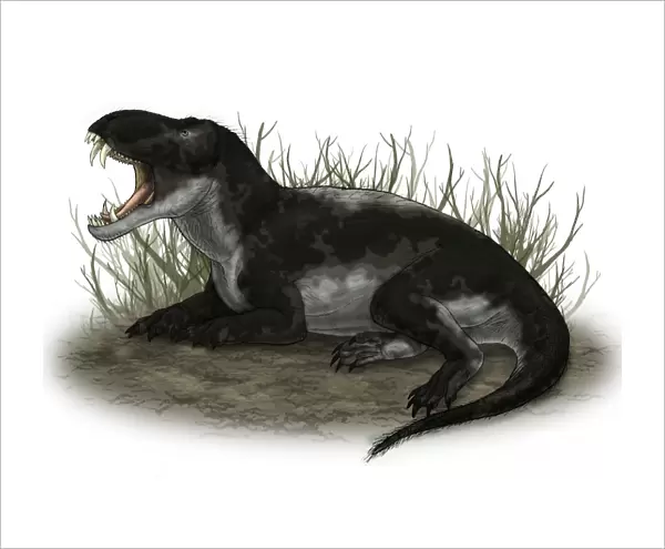 Pampaphoneus, a genus of dinocephalian dinosaur