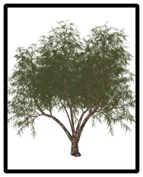 The French tamarisk tree