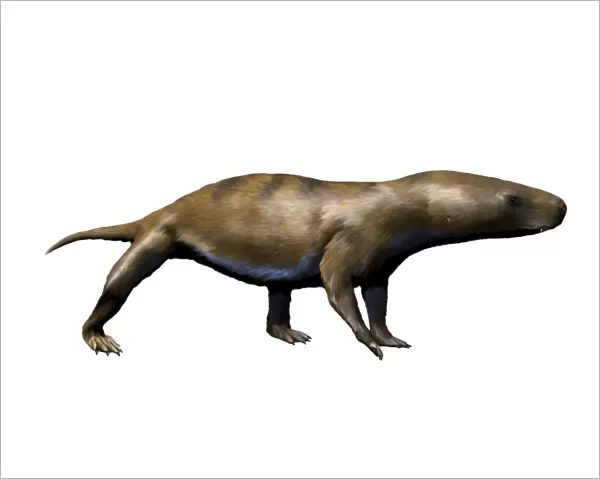 Chiniquodon is a carnivorous therapsid from the Late Triassic