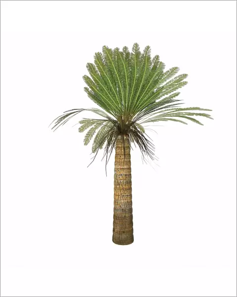 Cycad plant on white background