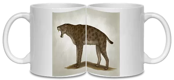 Homotherium latidens, a big sabertooth cat of the Pliocene Epoch