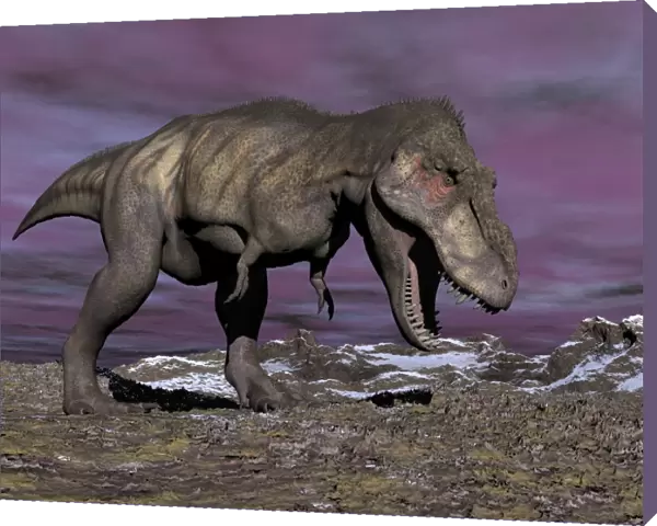 Aggressive Tyrannosaurus Rex dinosaur walking in the desert