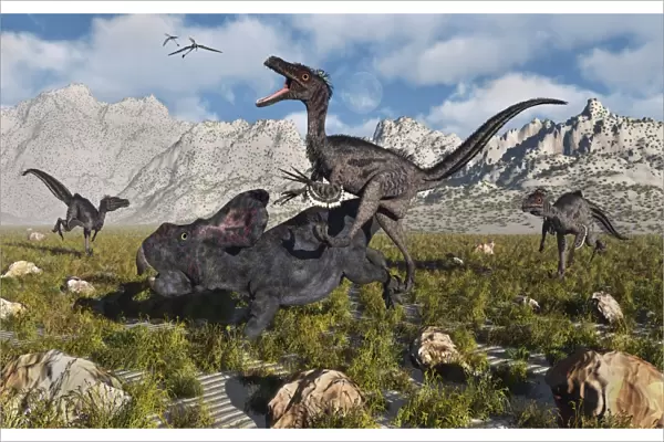 A pack of Velociraptors attack a lone Protoceratops