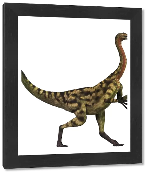 Deinocheirus dinosaur