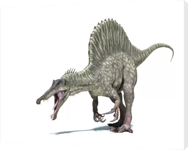 3D rendering of a Spinosaurus dinosaur