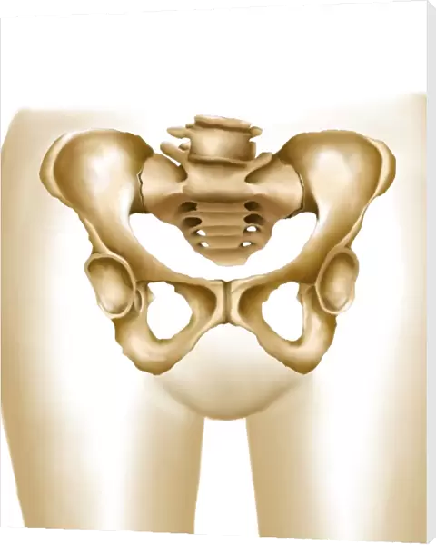 Anatomy of female hips and pelvic bones