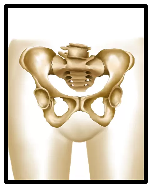 Anatomy of female hips and pelvic bones