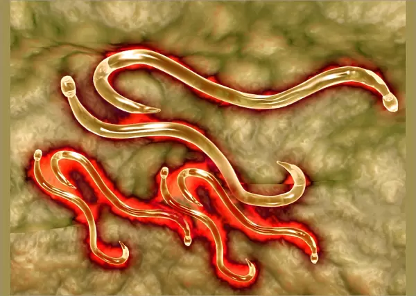 Microscopic view of hookworm