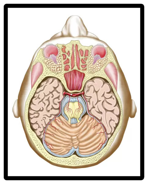 Transverse section of the midbrain