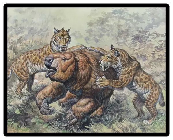 Smilodon dirk-toothed cats attacking a Glossotherium