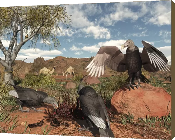 Pleistocene Black Vultures feed on carrion