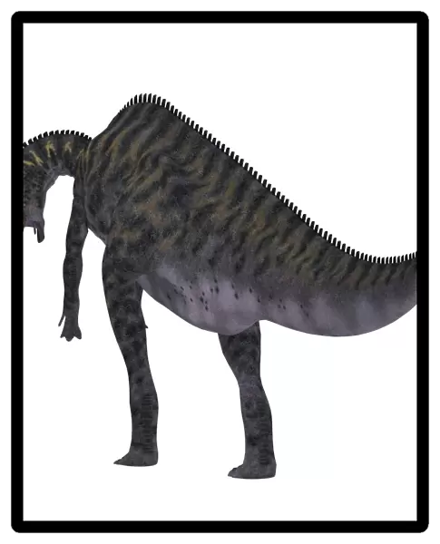 Saurolophus dinosaur on white background