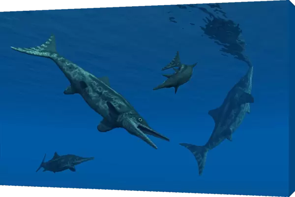 Stenopterygius ichthyosaurs swimming underwater
