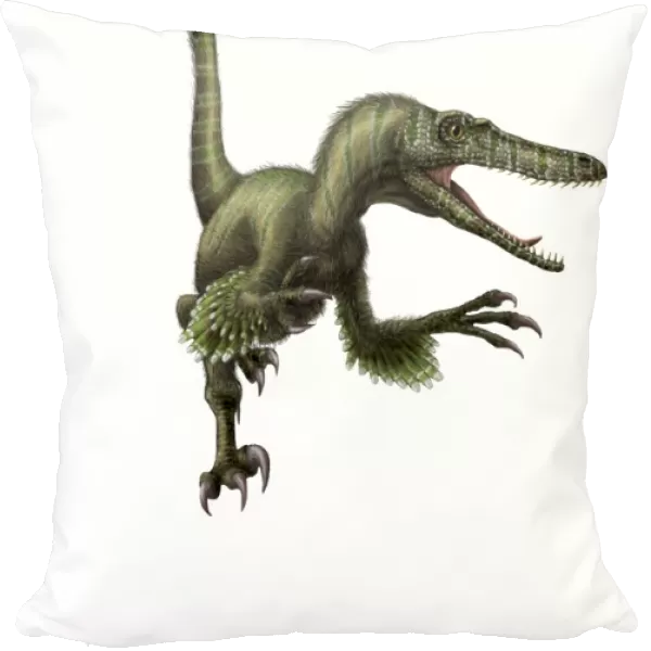 Velociraptor, white background