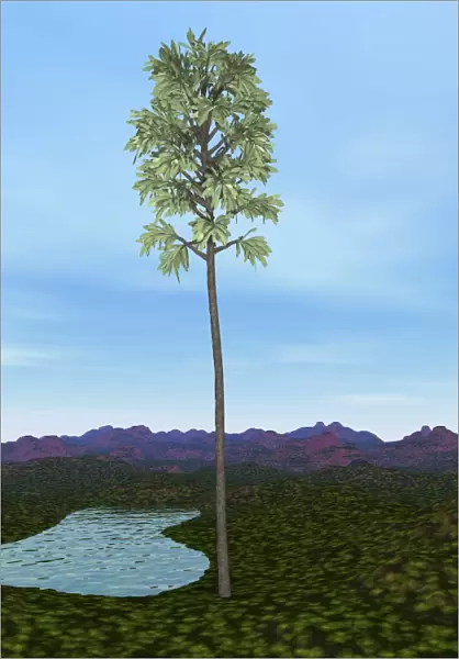 Prehistoric era Cordaites tree