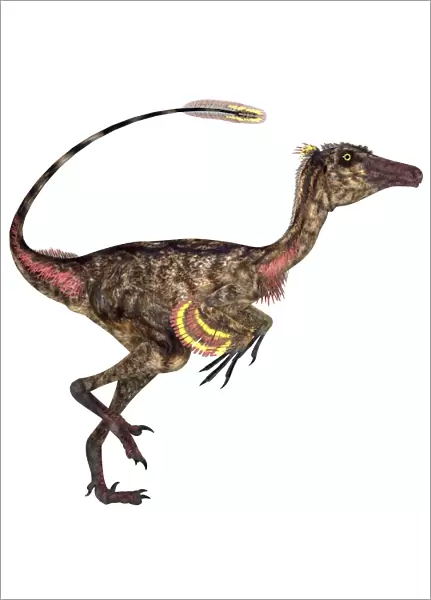 Troodon bird-like dinosaur