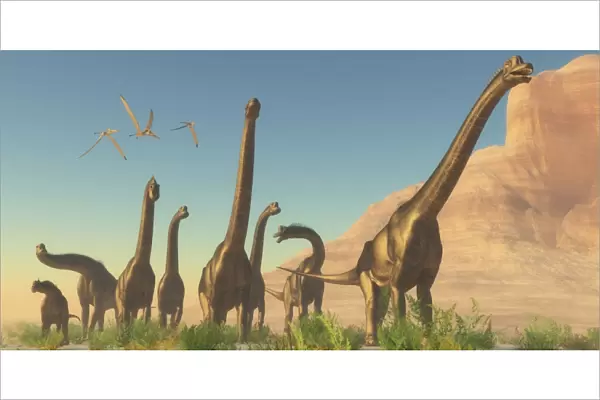A herd of Brachiosaurus travel near a canyon mountain