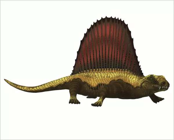 Dimetrodon reptile on white background