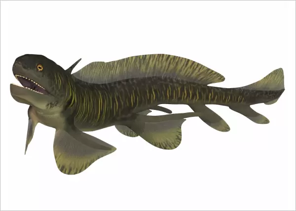Xenacanthus, a Devonian freshwater shark