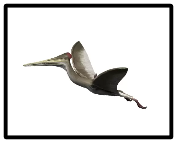 Kryptodrakon is a pterosaur from the Late Jurassic period
